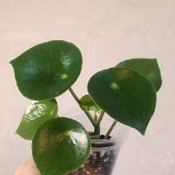 Фикус Ретуза - фото 6