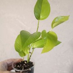 Фикус Ретуза - фото 8