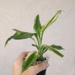 Фикус Ретуза - фото 9