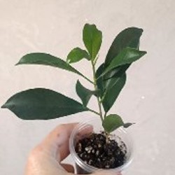 Фикус Ретуза - фото 10