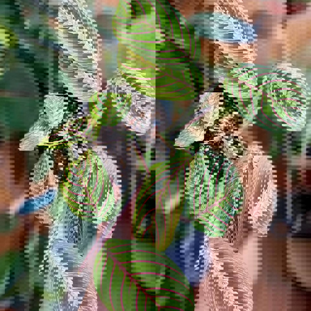 Маранта триколор