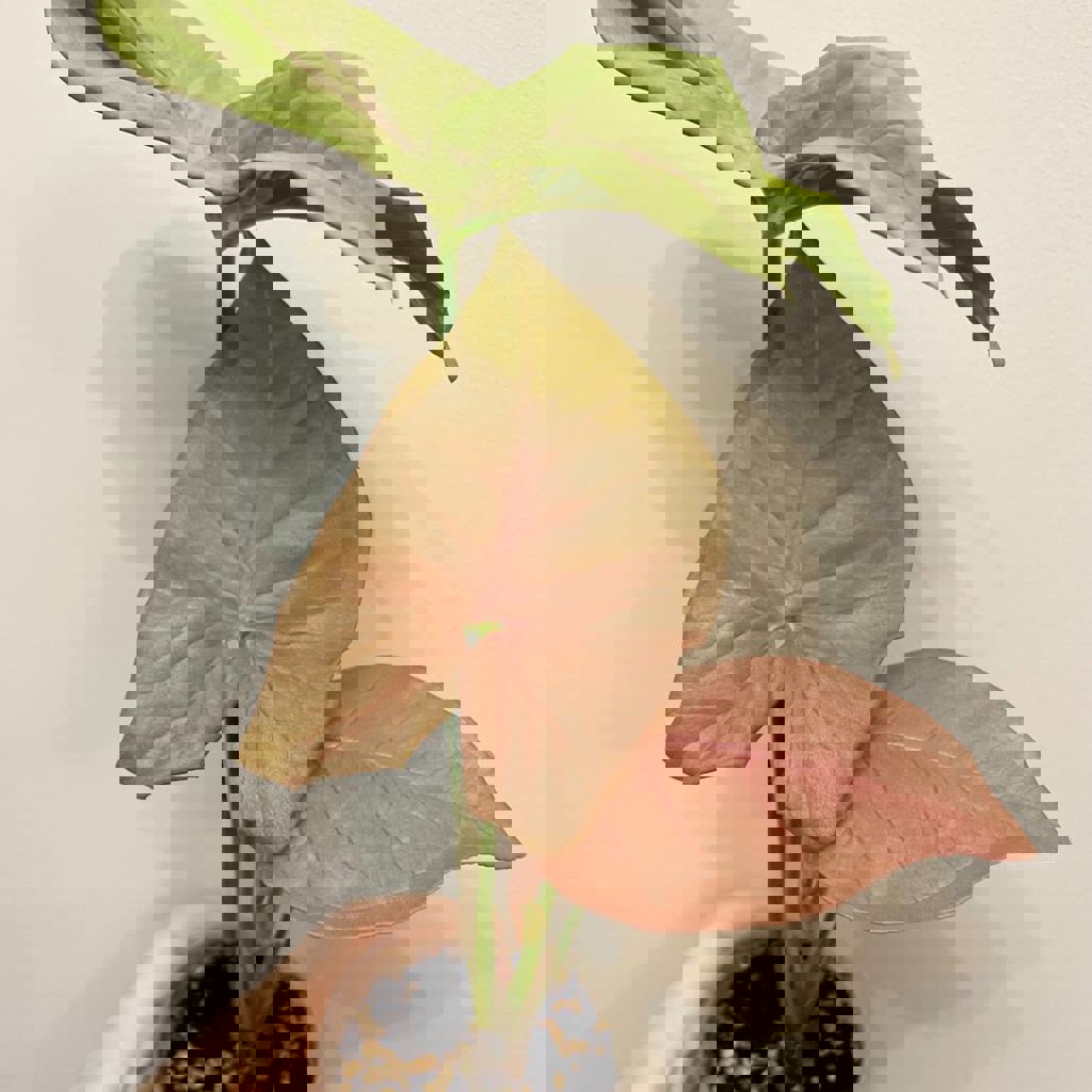 Сингониум пинк неон