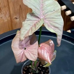 Сингониум пинк неон - фото 2