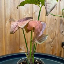 Сингониум пинк неон - фото 3