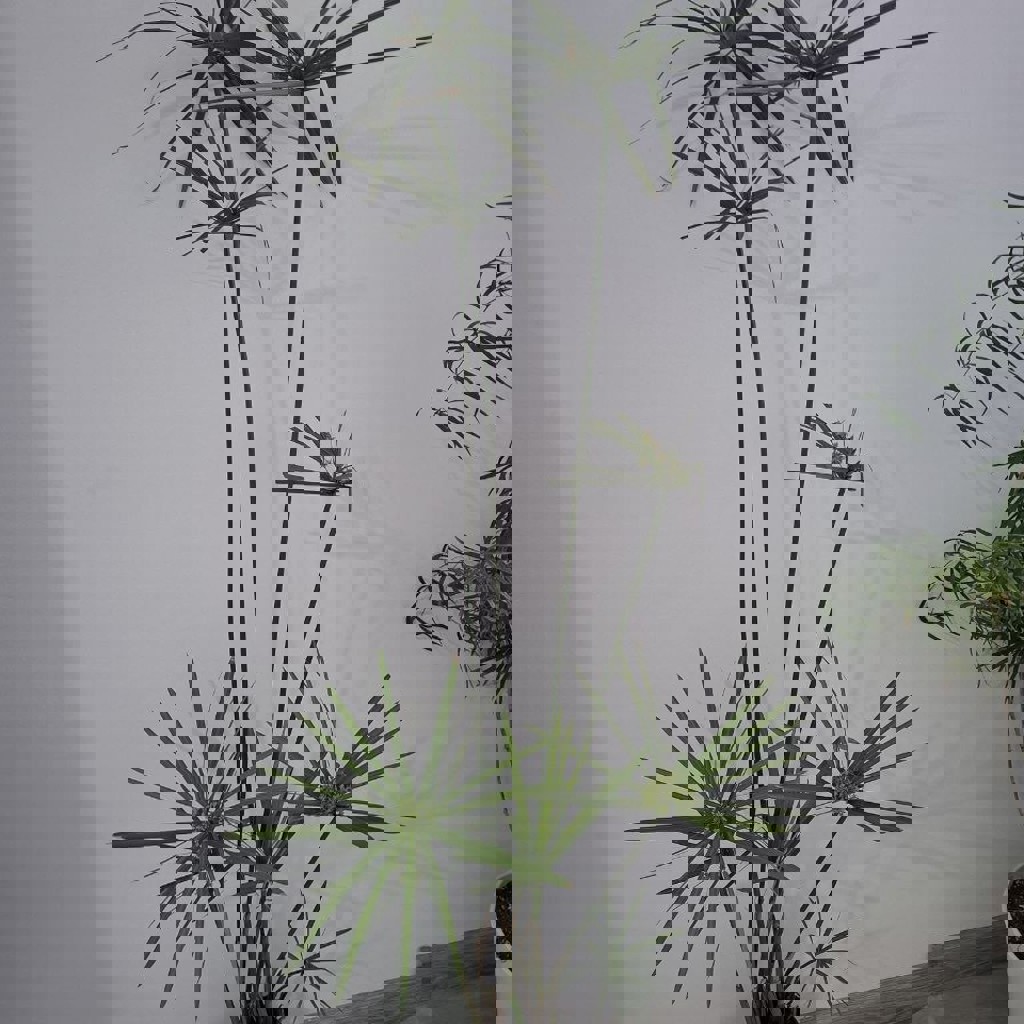 Кактусы и хавортия