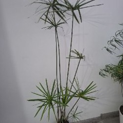 Кактусы и хавортия - фото 1