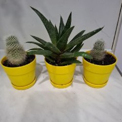 Кактусы и хавортия - фото 2