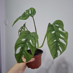 Кактусы и хавортия - фото 3