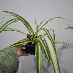 Кактусы и хавортия - фото 5