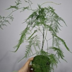 Кактусы и хавортия - фото 6