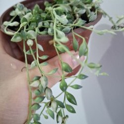 Кактусы и хавортия - фото 7