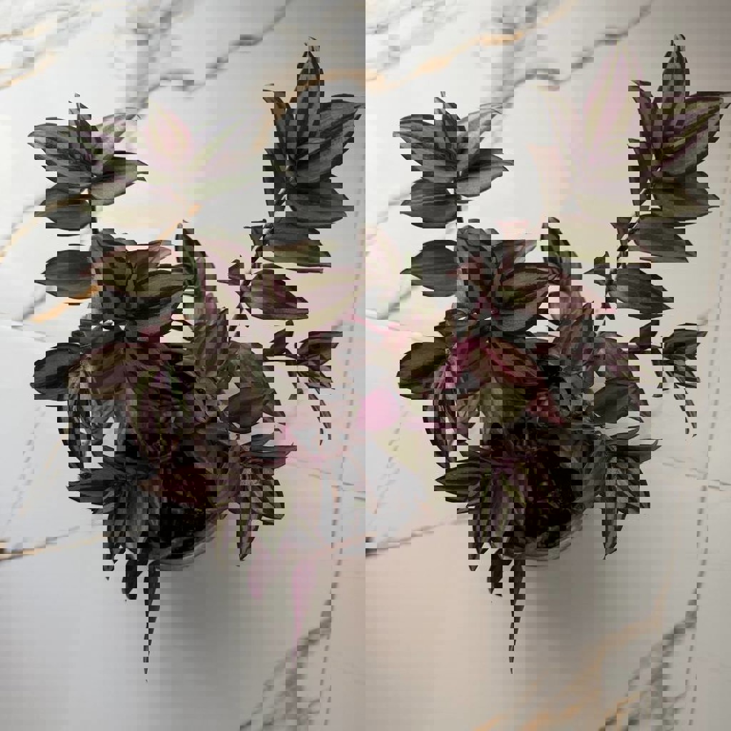 Традесканция зебрина