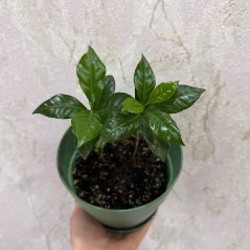 Традесканция зебрина - фото 4