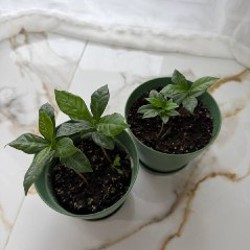 Традесканция зебрина - фото 5