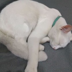 Кошечка - фото 2