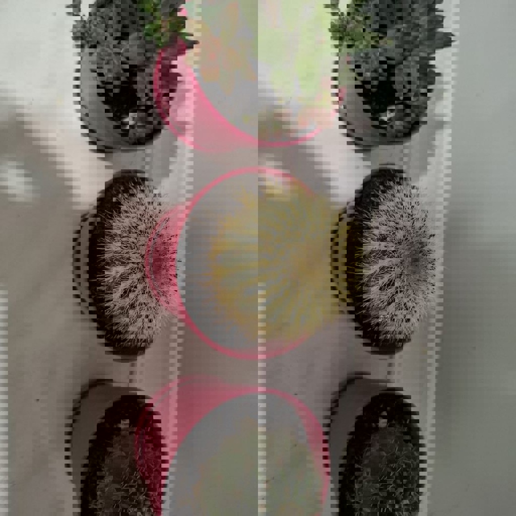 Кружка с суккулентами