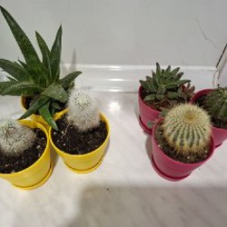 Кружка с суккулентами - фото 2