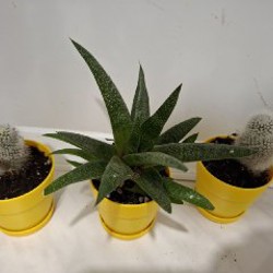 Кружка с суккулентами - фото 3