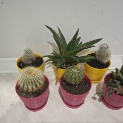 Кружка с суккулентами - фото 4