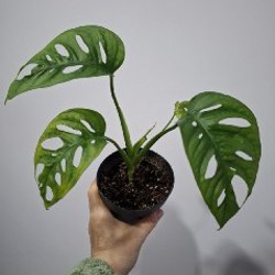 Кружка с суккулентами - фото 5