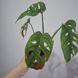 Кружка с суккулентами - фото 6