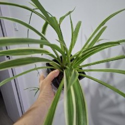 Кружка с суккулентами - фото 8