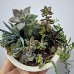 Кружка с суккулентами - фото 10