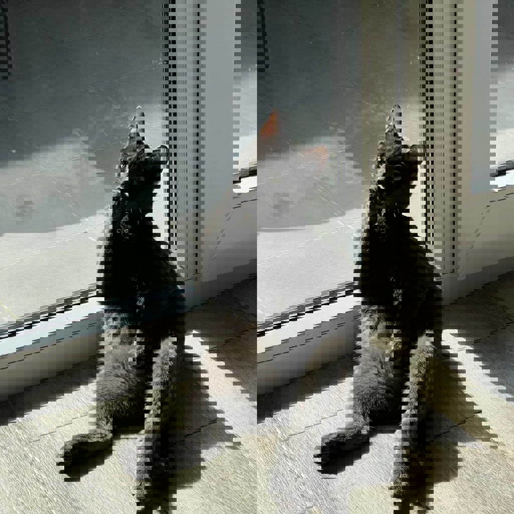 Котёнок Сёма