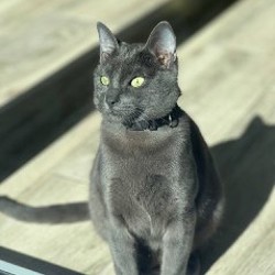 Котёнок Сёма - фото 2