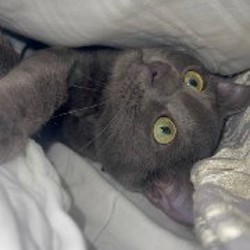 Котёнок Сёма - фото 3