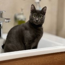 Котёнок Сёма - фото 4