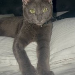 Котёнок Сёма - фото 6