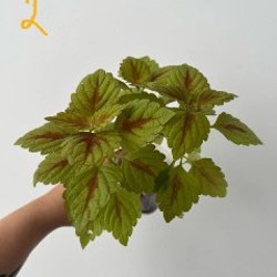 Колеус - фото 2