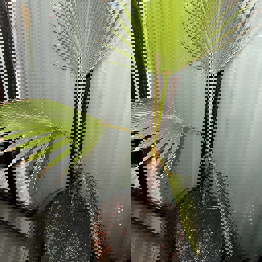 Маленькие цветы