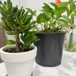 Маленькие цветы - фото 2