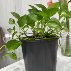 Маленькие цветы - фото 3