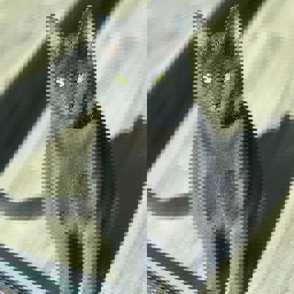 Комплект для кота