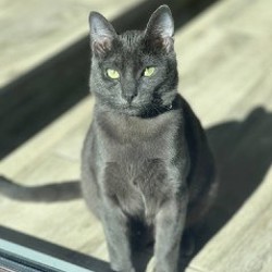 Комплект для кота - фото 1