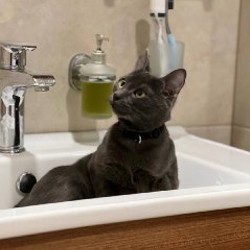 Комплект для кота - фото 4