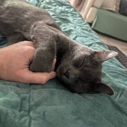 Комплект для кота - фото 5