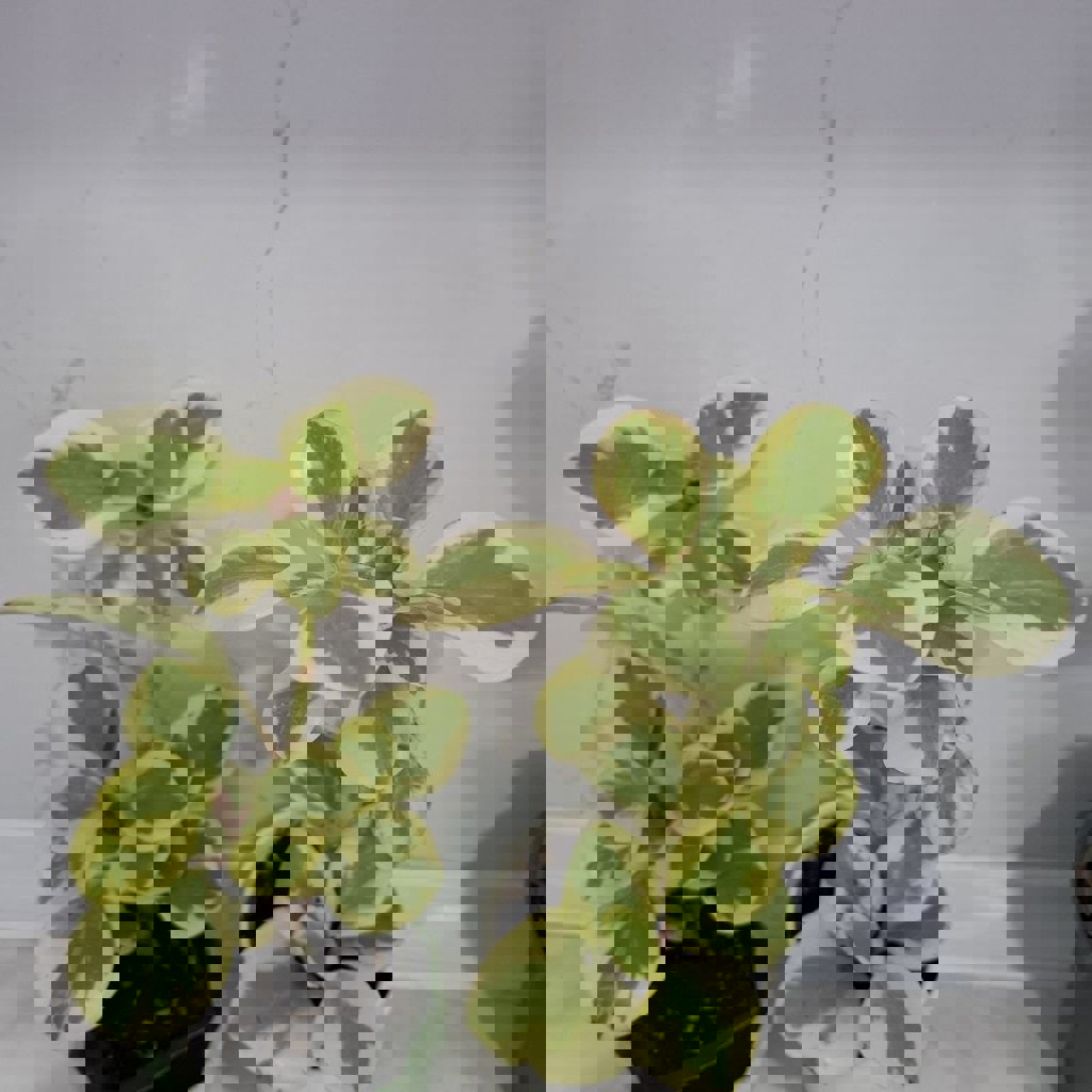 Хлорофитум