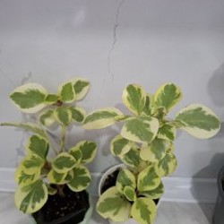 Хлорофитум - фото 1