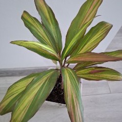 Хлорофитум - фото 2