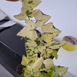 Хлорофитум - фото 4