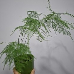 Хлорофитум - фото 5