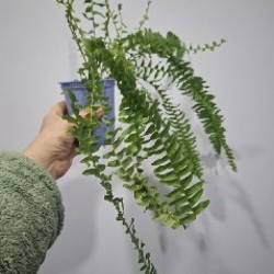 Хлорофитум - фото 6