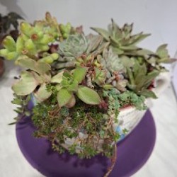 Хлорофитум - фото 7