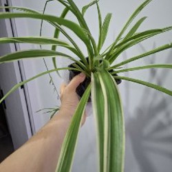 Хлорофитум - фото 8