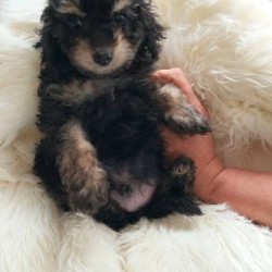 Щенок пуделя черный - фото 1