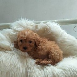 Щенок пуделя черный - фото 2